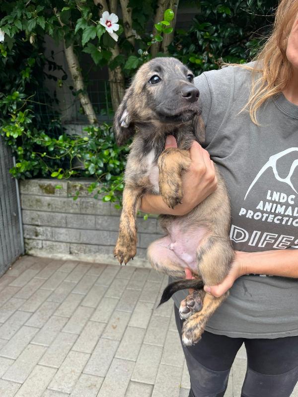 5 BELLISSIMI CUCCIOLI Foto 2